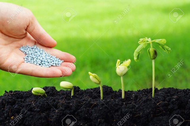 35623009-mano-que-da-de-fertilizantes-químicos-a-las-plantas-que-crecen-en-la-secuencia-de-la-germinación-de-la-se.jpg