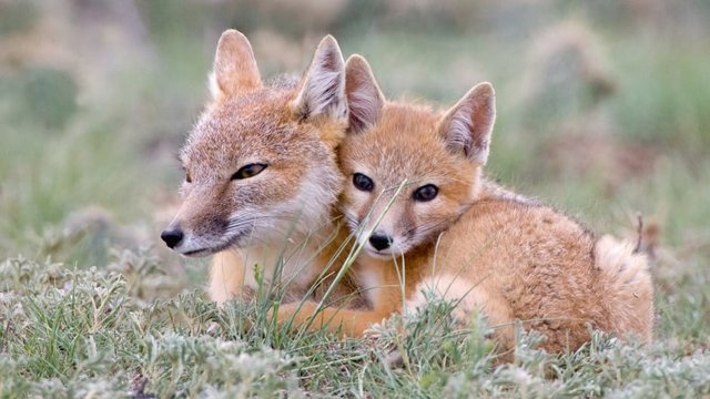 swift-fox-mom-and-kit.jpg