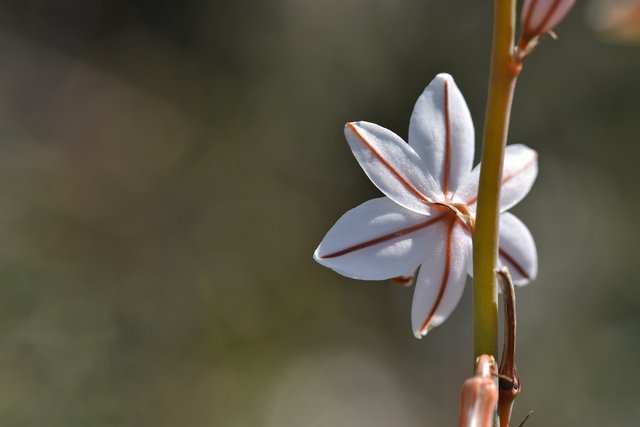 onionweed flower bokeh.jpg