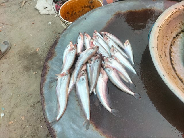 IMG20250215163524.jpg