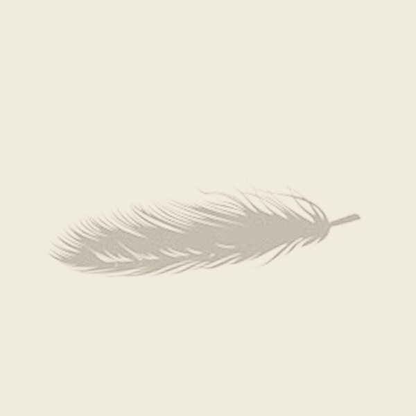 feather 2.jpg