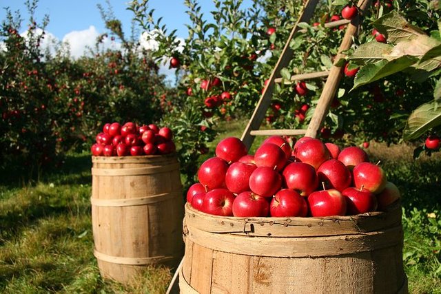 orchard-1872997__480.jpg
