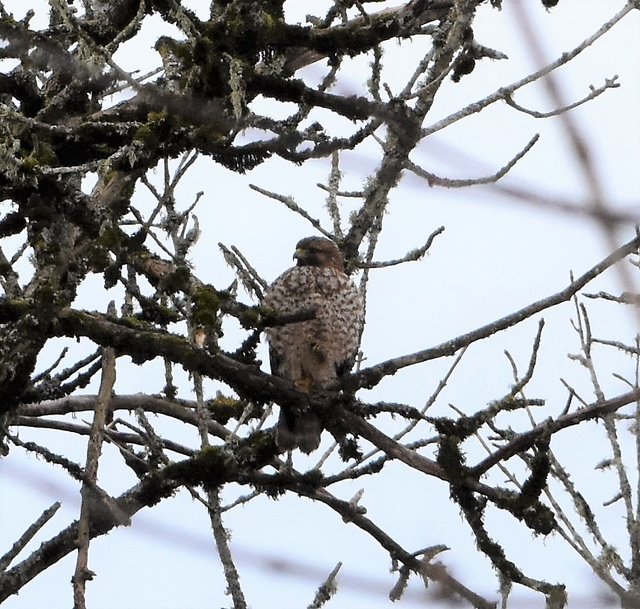 RSHA_5688 at Ridgefield NWR S-unit 1-15-2019.JPG