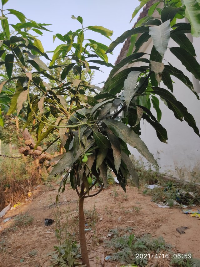 mango tree.jpg