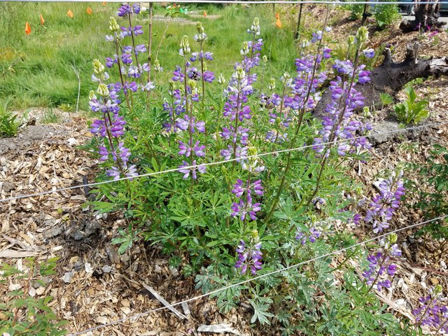 lavender-lupine.jpg