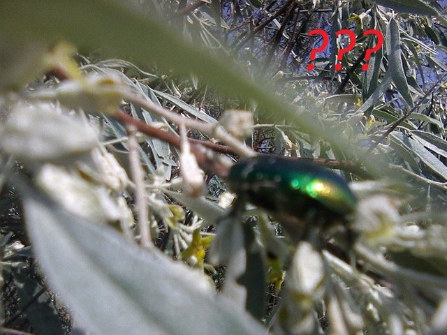 Photo0071.jpg