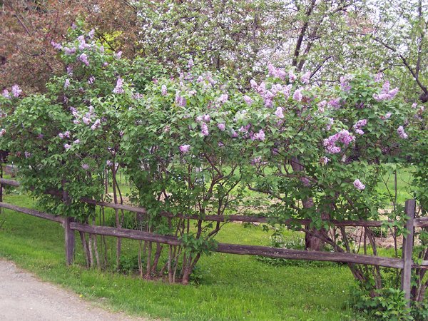 East lilacs2A crop May2019.jpg