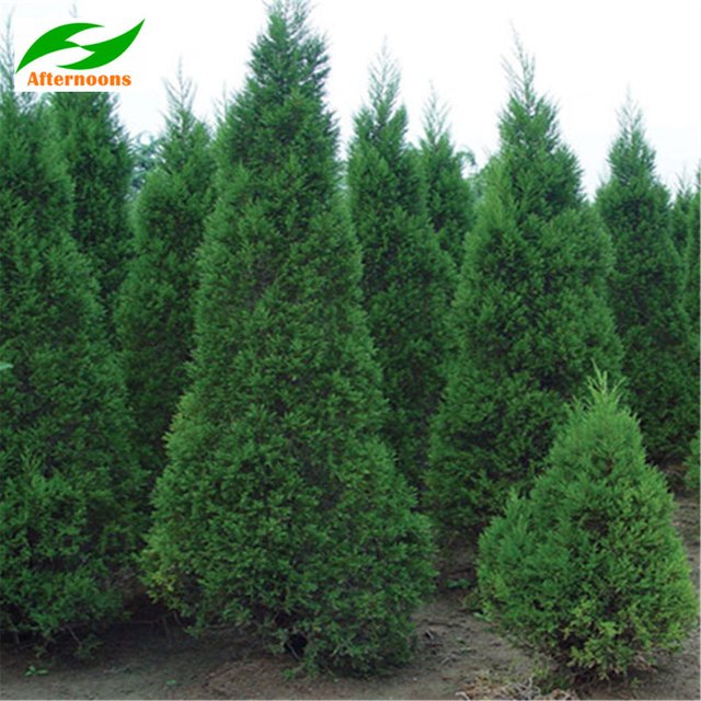 300PCS-SWANES-GOLDEN-PENCIL-PINE-SEEDS-Cupressus-sempervirens-Conifer-Evergreen.jpg