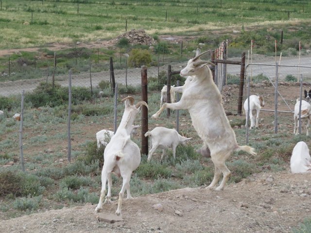 Goat fight.JPG