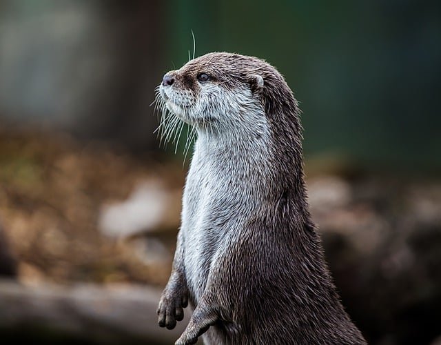 otter-7868090_640.jpg