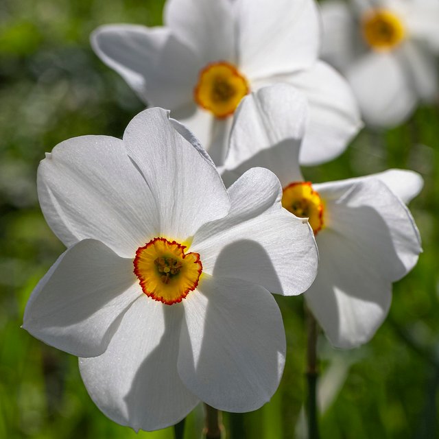 daffodil-6524431_1280.jpg