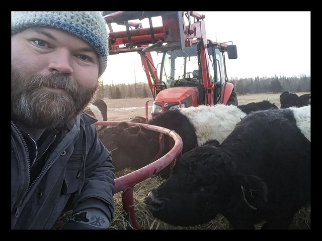 cow2.jpg