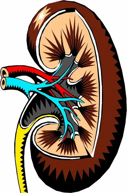 kidney-2183443_640.webp