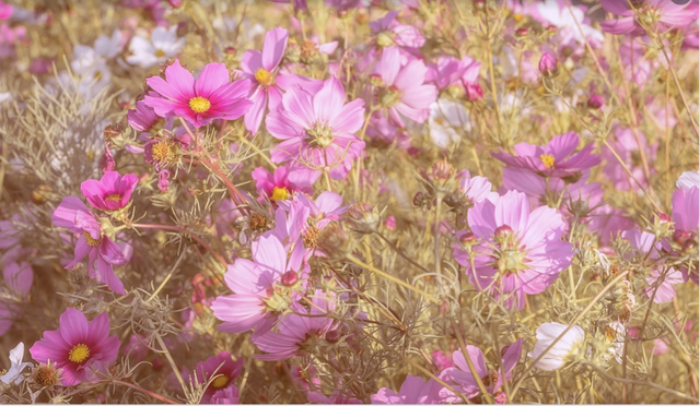 cosmea flowers.PNG