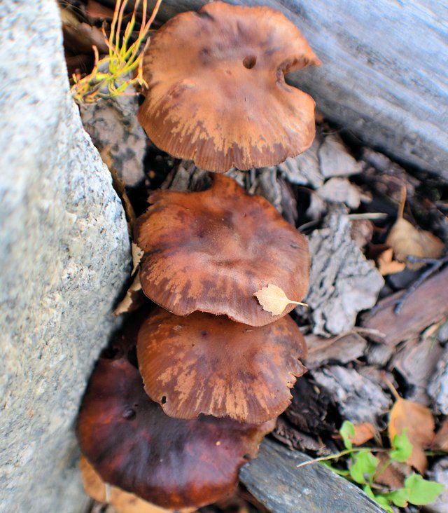 DSC_8335 -chicken stack.jpg