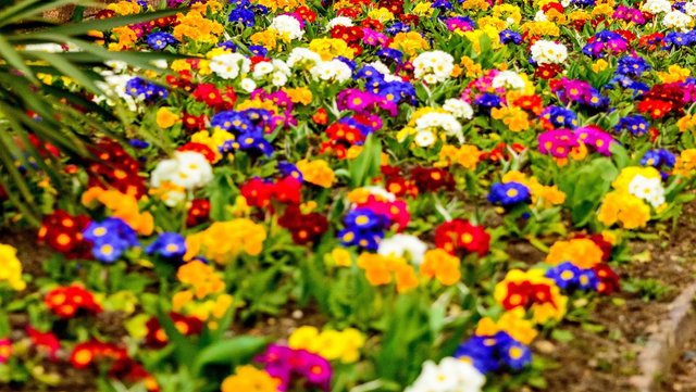 Spring-Flowers-Lots-of-Colors-Google+-Covers.jpg