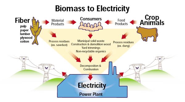 biomass_graphic.jpg