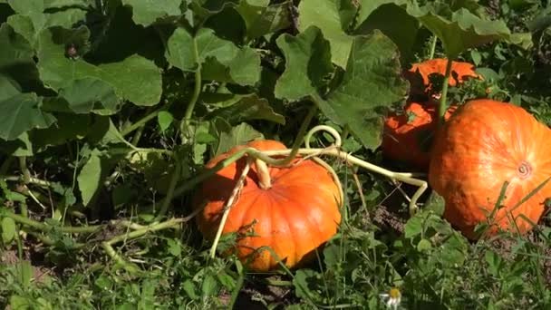 depositphotos_122410080-stock-video-pumpkins-growing-in-organic-vegetable.jpg