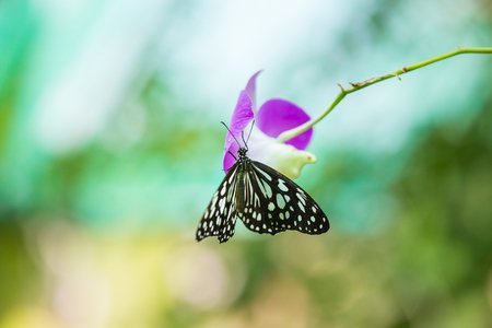 95449184-butterfly-on-flower-or-tree-in-green-garden.jpg