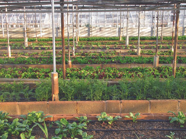 greenhouse-3247181_1280.jpg
