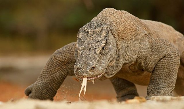 varanus-komodoensis-99d0e527-c901-41a6-9e6f-498283d62ecd.jpg