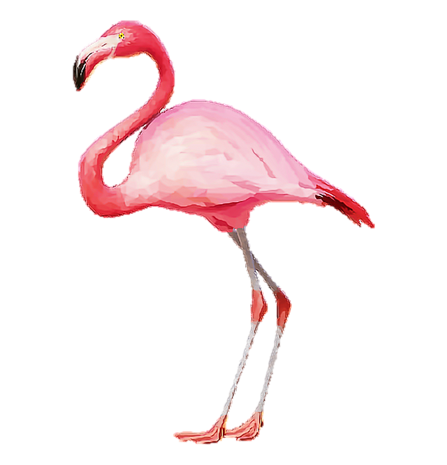 430-4306241_flamingo-flamingopink-flamingos-pink-tumblr-flamingo-bahamas-national.png