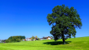 thumbnail spreadfire1 actifit tree meadow sky.png