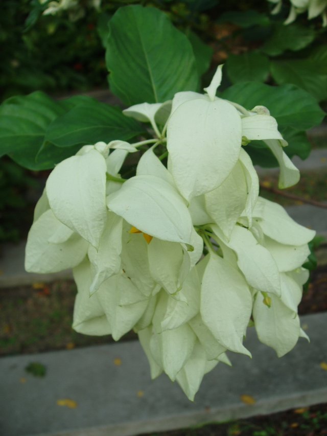 Queen Sirikit Park - flower