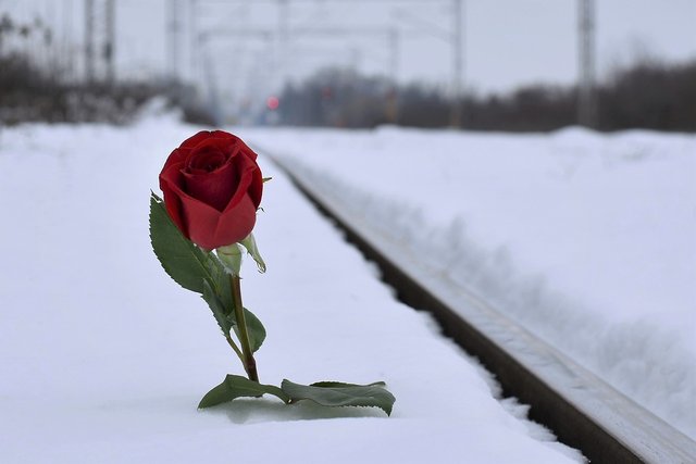 red-rose-in-snow-3928306_1280.jpg
