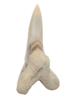 Hemipristis Serrra lower anterior lin - Copy.png