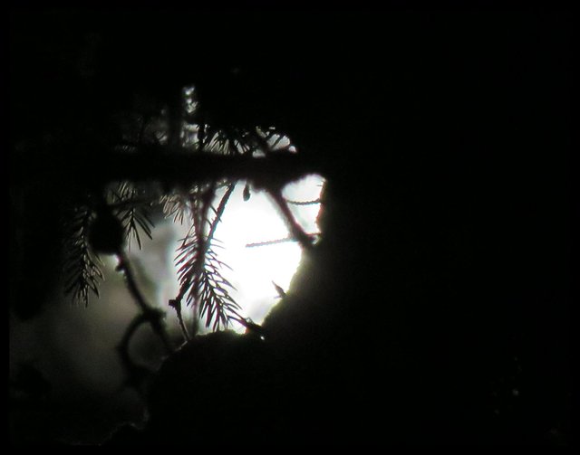 silhouette of spruce needles in front of full moon.JPG