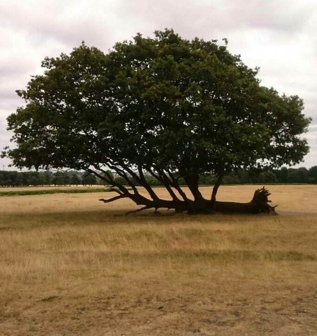 What About This Wonderful Photo Shot Of Falling Tree But Its Still Growing Up Steemit