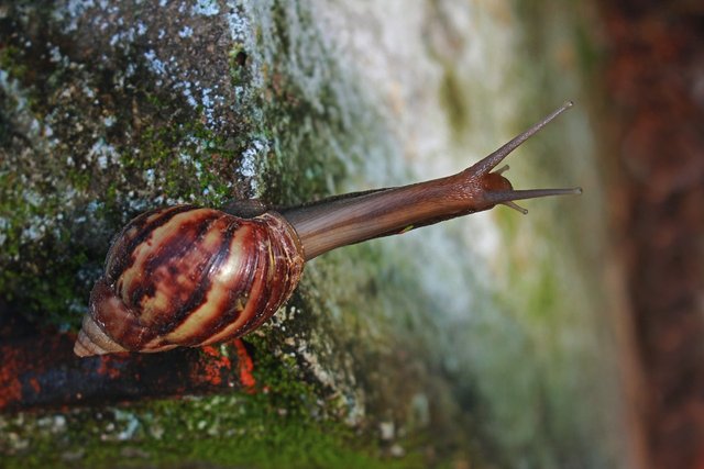 snail-1951249_1280.jpg