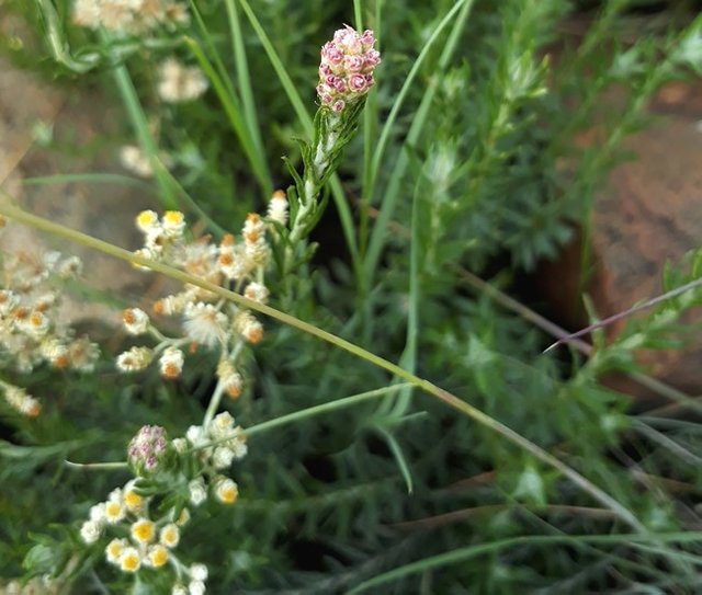 helichrysum03.jpg