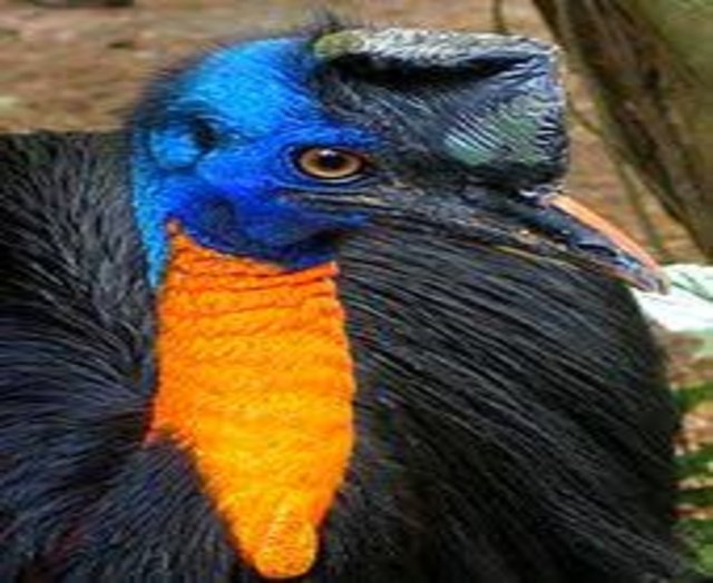 cassowary.jpg