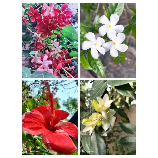 PhotoCollage_1745212554439.jpg