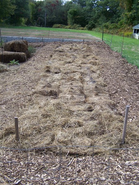 New Herb - Row 7 mulched crop September 2019.jpg