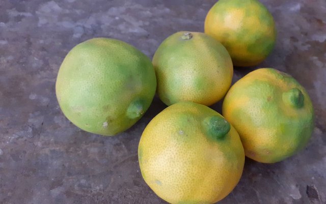 g1_frutas de lima o Citrus limetta.jpg