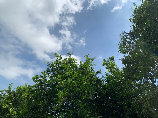 garden100.jpg