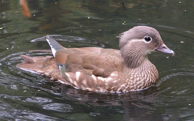 Female_Mandarin_Duck_800.jpg