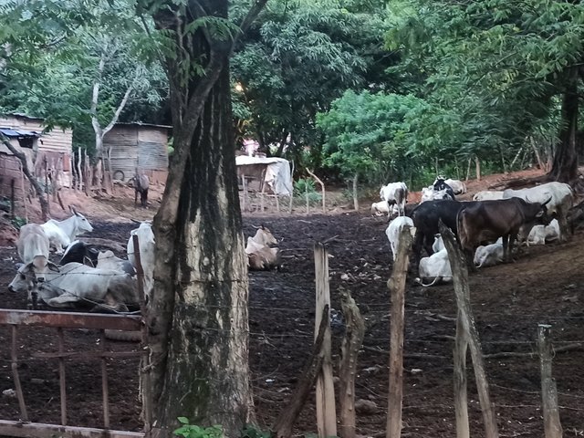 IMG_20250627_170832.jpg