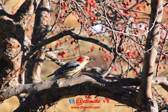Red-bellied Woodpecker PFW66.jpg