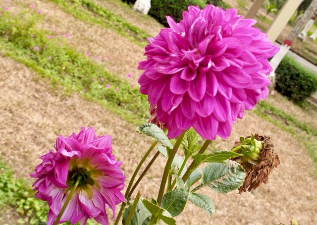 IMG_20250426_195626.jpg