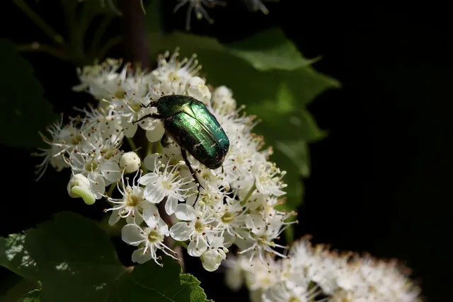 shiny-gold-rose-beetle-8744981_1280.webp