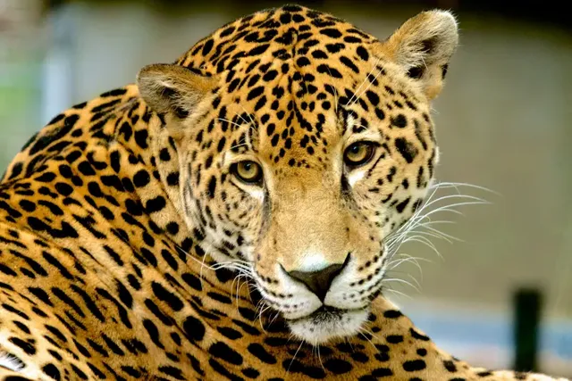 unhappy-jaguar-closeup-picture-zoo-who-appears-bit-sad-41163708.webp