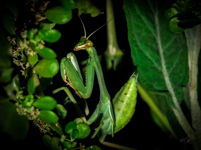 Mantis macro-6.jpg