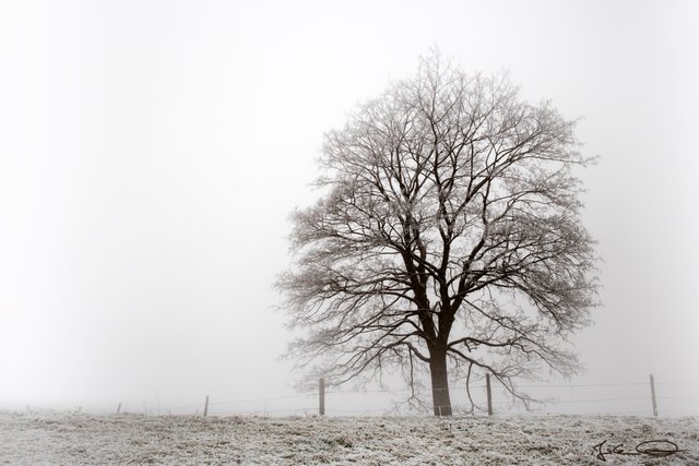 2018-12-21-Lonesome-Tree-in-the-Morning-Mist-01.jpg