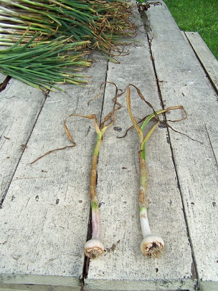 Digging garlic - Too old garlic1 crop July 2019.jpg