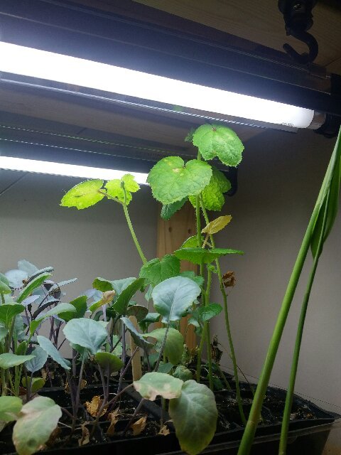 okra.jpg