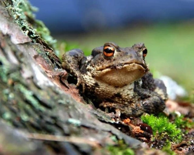 different-types-of-toads-june082020-min-728x582.jpg